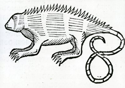 Leguan aus 