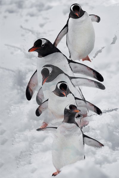 Pinguine im Schnee von Chuanxu Ren