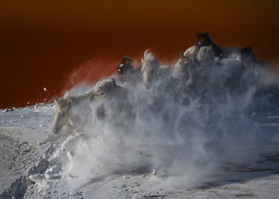 Weiße Pferde im Schneesturm von Chuanxu Ren
