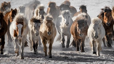 Wilde Pferde stürmen von Chuanxu Ren