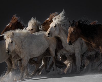 Wilde Pferde im Galopp von Chuanxu Ren