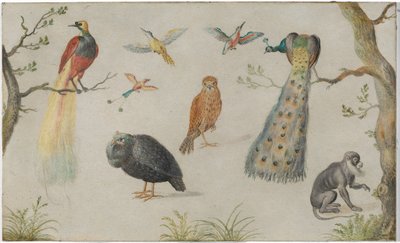 Studie von Vögeln und Affen von Circle of Jan van Kessel the Elder