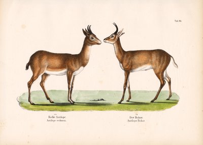 Bohor-Riedbock und Gewöhnlicher Riedbock von Conrad Kull