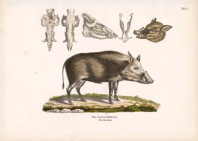 Buschschwein mit Schädelansichten von Conrad Kull