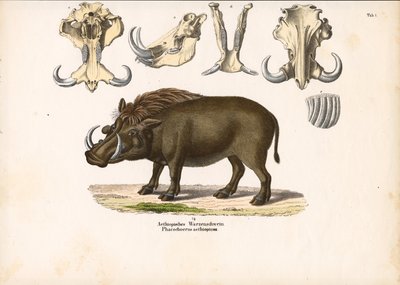 Äthiopisches Warzenschwein mit Schädelanatomie von Conrad Kull