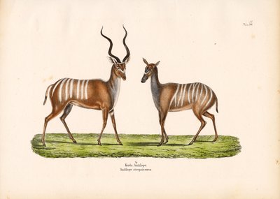 Großer Kudu in männlicher und weiblicher Form von Conrad Kull