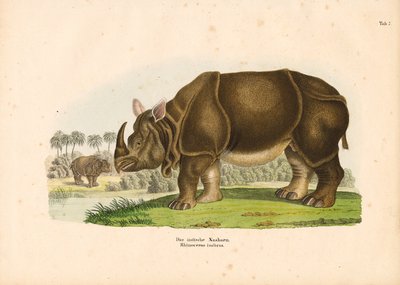 Indisches Nashorn von Conrad Kull