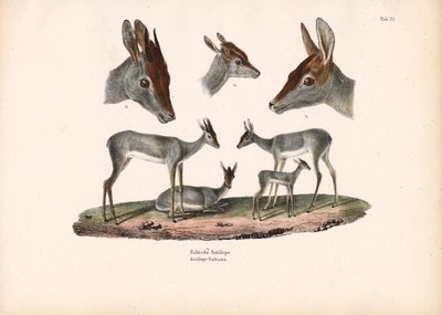 Klipspringer mit Porträtstudien von Conrad Kull