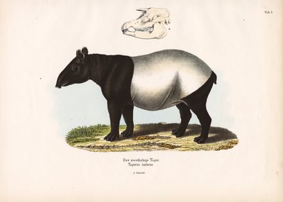 Malaiischer Tapir von Conrad Kull