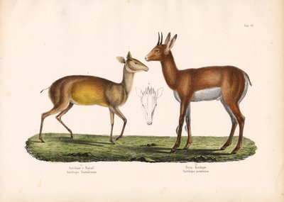 Natal-Antilope und Bergantilope von Conrad Kull