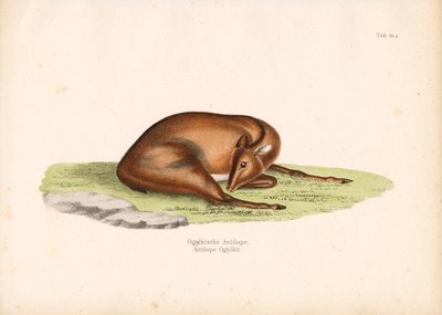 Ogilbys Duiker in Ruheposition von Conrad Kull