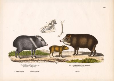Pekaris mit Jungtieren und Schädelanatomie von Conrad Kull