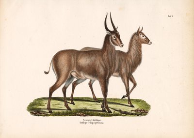 Senegal-Antilope von Conrad Kull