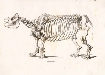Skelett des Indischen Nashorns von Conrad Kull