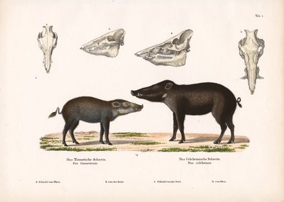 Timor-Schwein und Celebes-Schwein mit Schädelansichten von Conrad Kull