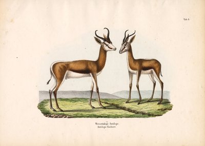 Weißrückenantilope als Paar von Conrad Kull