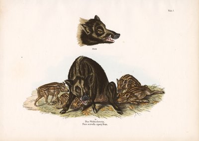 Wildschwein mit Frischlingen von Conrad Kull