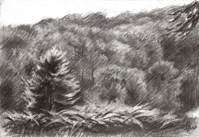 Kiefernwald Zeichnung von Corné Akkers