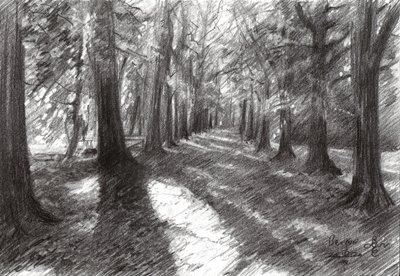 Sonniger Waldweg von Corné Akkers
