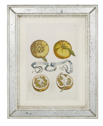 Orangen, Tafel 405 aus "Hesperides sive de Malorum Aureorum Cultura et Usu Libri Quatuor" von Giovanni Battista Ferrari, 1646 von Cornelis Bloemaert
