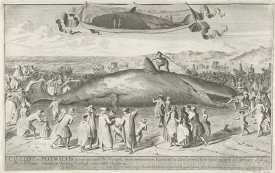 Pottwal gestrandet bei Egmond aan Zee, 1764 von Cornelis van Noorde