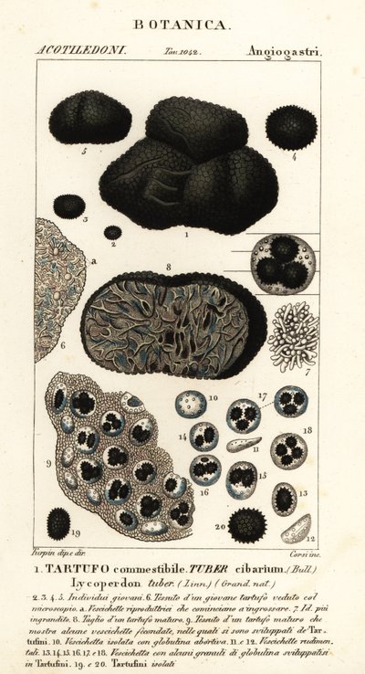 Schwarzer Trüffel, Tuber melanosporum von Corsi Corsi
