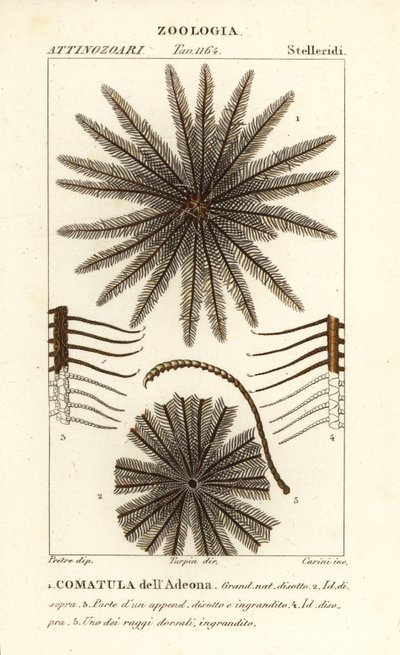 Federstern, Oligometrides adeonae, Comatula adeonae von Corsi Corsi