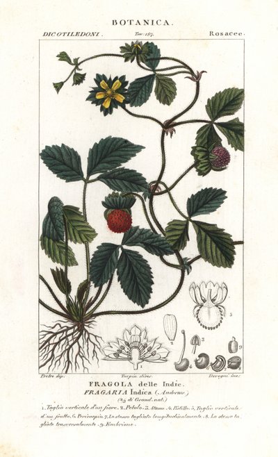 Scheinerdbeere, Potentilla indica von Corsi Corsi