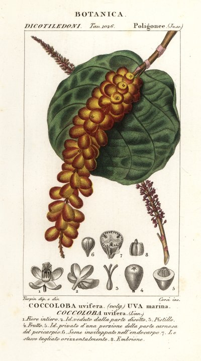 Meerestraube, Coccoloba uvifera von Corsi Corsi