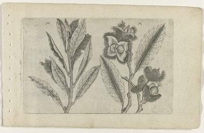 Salbei und Esskastanie von Crispijn van de Passe (I) (attributed to)