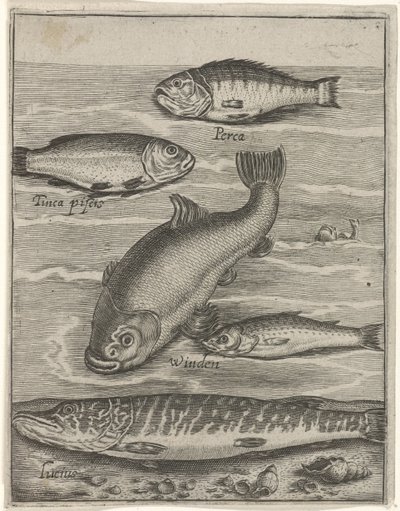 Studienblatt mit fünf Fischen von Crispijn van de Passe (I)
