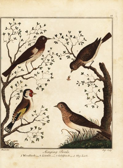 Singvögel: Heidelerche, Hänfling, Stieglitz, Feldlerche. 1792 von Daniel (after) Dodd
