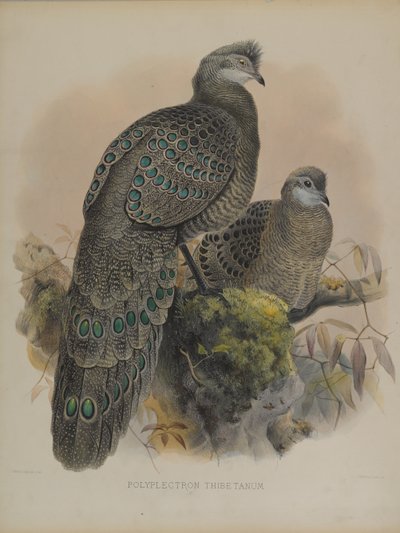 Polyplectron Tibetanum von Daniel Giraud and Gould John Elliott