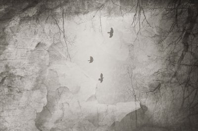 Ätherische Vögel Winterflug von Daniela Riegler