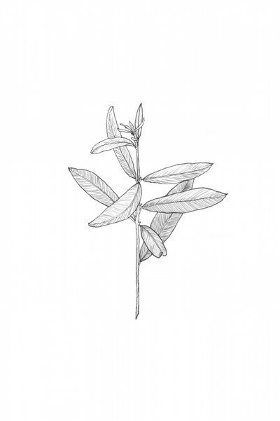 Elegante botanische Blätter von Danushka Abeygoda