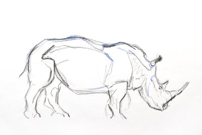 Weißes Nashorn von David Mayer