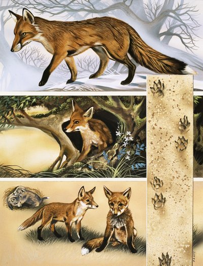 Der Fuchs von David Pratt