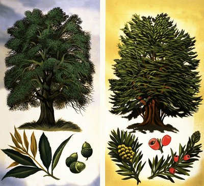 Bäume, die Sie sehen können: Steineiche & Eibe von David Pratt