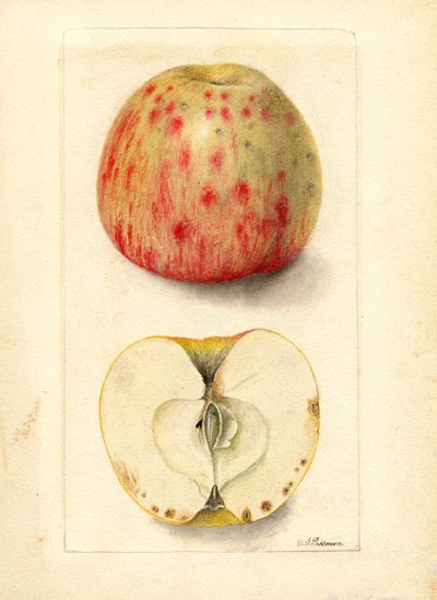 Bittergruben-Äpfel (Malus domestica) von Deborah Griscom Passmore
