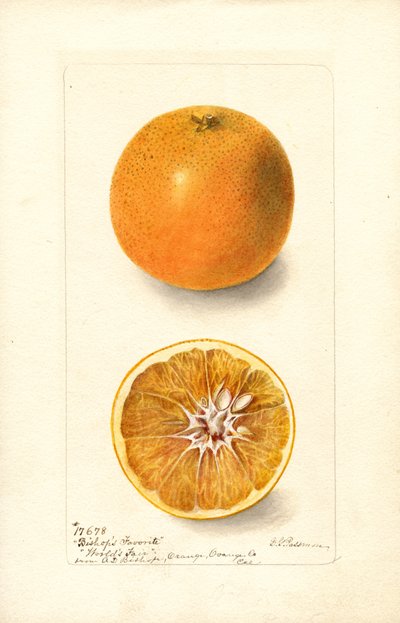 Orangen (Citrus sinensis: Bishops Favorite) von Deborah Griscom Passmore