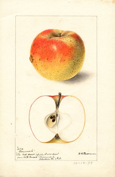 Tecumseh-Äpfel (Malus domestica) von Deborah Griscom Passmore