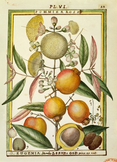 Malabar-Pflaume oder Rosenapfel (Eugenia Jambos oder Syzygium Jambos), Aquarell von Delahaye von Delahaye Delahaye
