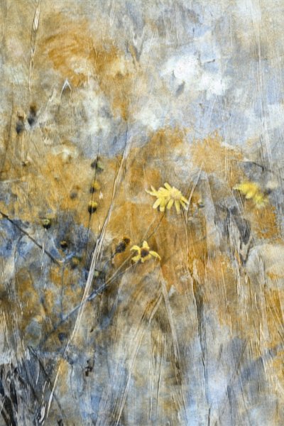 Abstrakte Wiesenblumen von Delphine Devos
