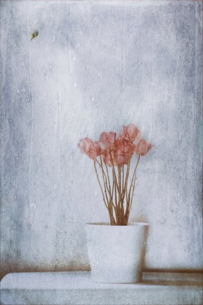 Zarte Trockenblumen von Delphine Devos