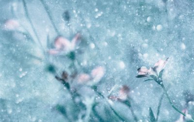 Träumende blaue Blumen von Delphine Devos