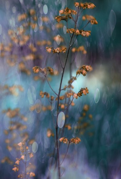 Träumerisches Botanisches Bokeh von Delphine Devos