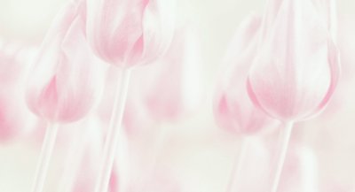 Träumerische Pastell-Tulpen von Delphine Devos