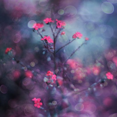 Träumende rosa Blüten von Delphine Devos
