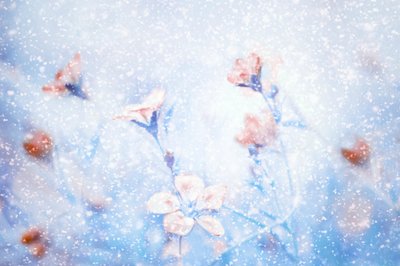Träumerische Winterblumen von Delphine Devos