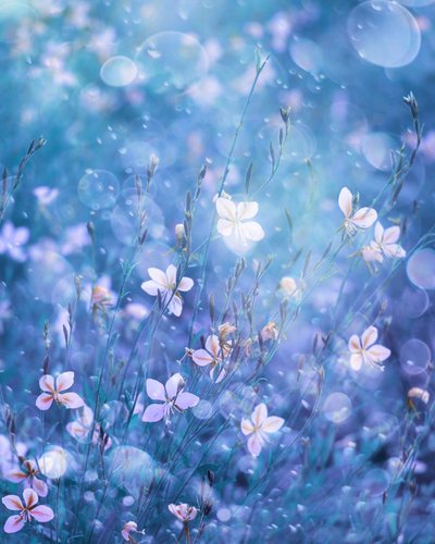Ätherische blaue Blüten von Delphine Devos